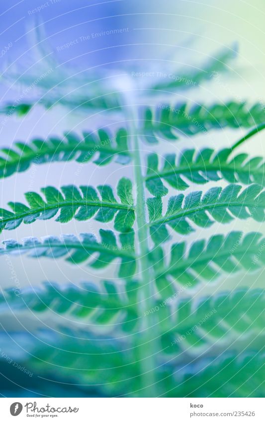 Fern in green-blue Nature Plant Leaf Foliage plant Growth Esthetic Exceptional Positive Blue Green Colour photo Close-up Detail Macro (Extreme close-up) Morning