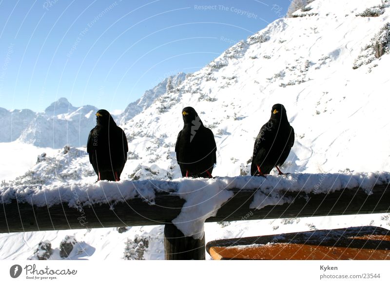 three ravens Winter White Black Cold Clouds Vantage point Bird Blue Snow Mountain Sun arboretum