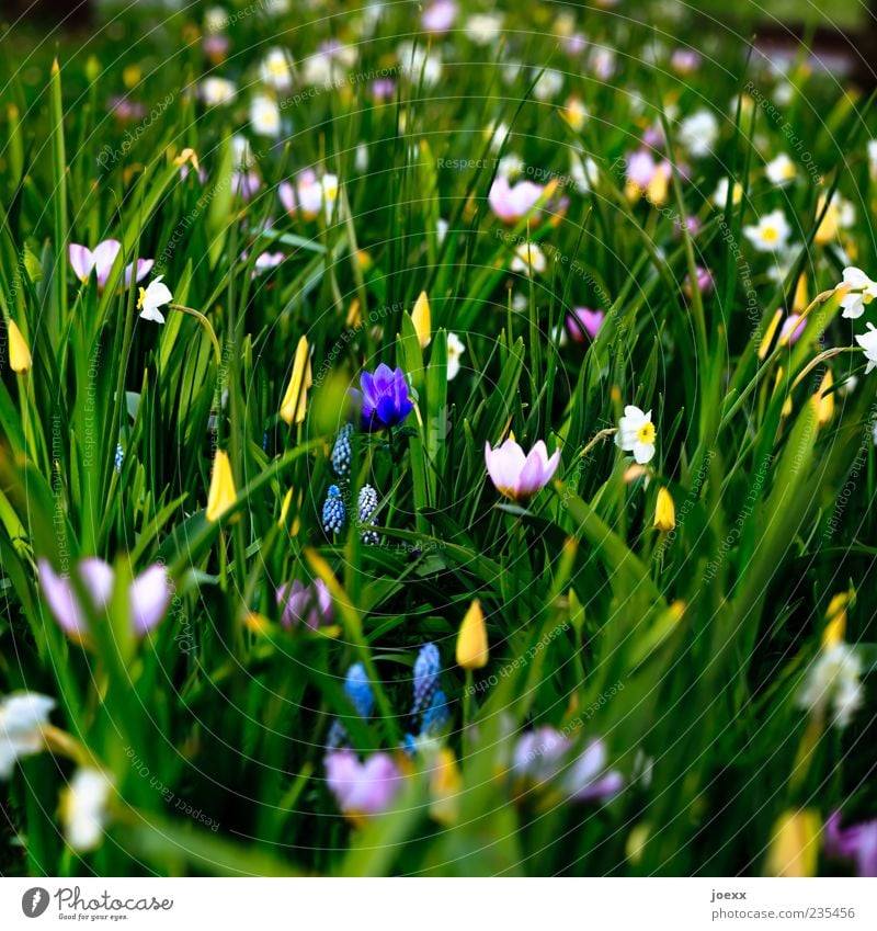 somber Nature Spring Flower Beautiful Blue Yellow Green Violet Pink White Tulip Wild daffodil Colour photo Multicoloured Exterior shot Deserted Day Shadow