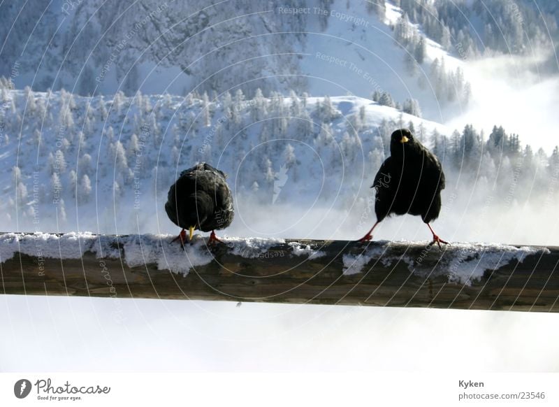 two ravens Winter White Black Cold Clouds Vantage point Bird Blue Snow Mountain Sun arboretum