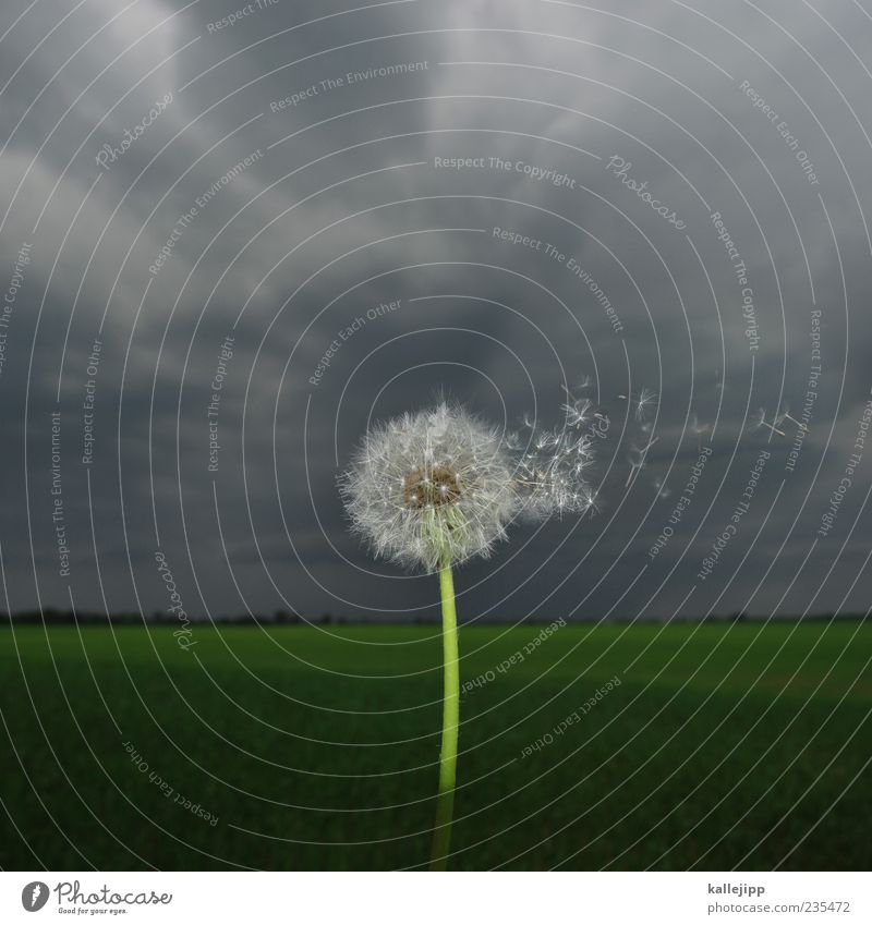 flower sex Environment Nature Landscape Plant Wild plant Field Seed Growth Dandelion Distribute Botany Sky Clouds Easy Colour photo Exterior shot Close-up