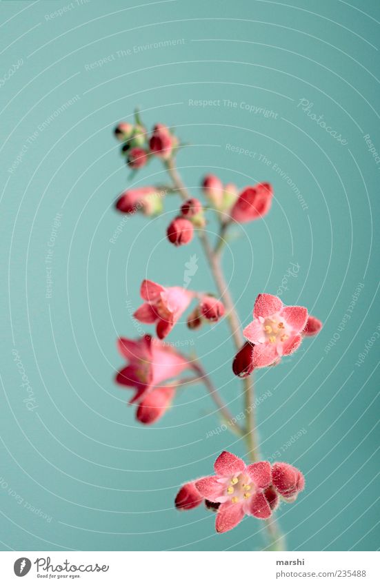 Small but fine Nature Plant Spring Summer Flower Blossom Blue Red Blossoming Background picture Neutral Background Beautiful Botany Colour photo Interior shot