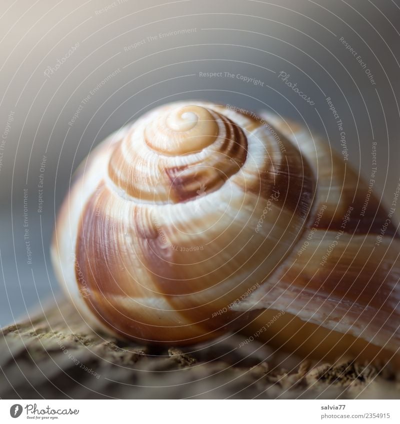 natural architecture Nature Animal Snail Snail shell 1 Esthetic Protection Symmetry Spiral Structures and shapes Rotated House (Residential Structure)