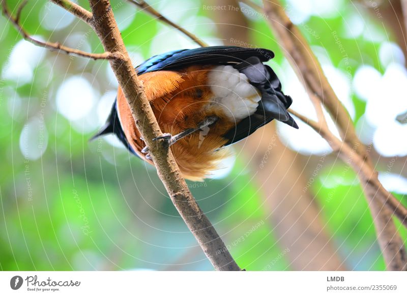 The STAR in the Tropical House I Animal Forest Wild animal Bird 1 Blue Brown Green Orange Under Feather Branch Hind quarters Starling Copper Nature One-legged