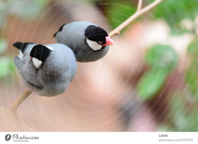 Sitting two finches on a branch,... Animal Forest Wild animal Bird Zoo 2 Gray Green rice finches Finch Songbirds Break Rest Stationary Wait Plumed Feather