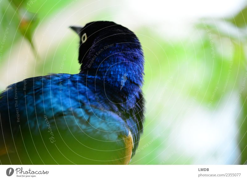The STAR in the Tropical House II Nature Animal Wild animal Bird 1 Blue Plumed Starling Spring Glittering Glimmer Leaf Animal portrait Observe Hide Colour photo