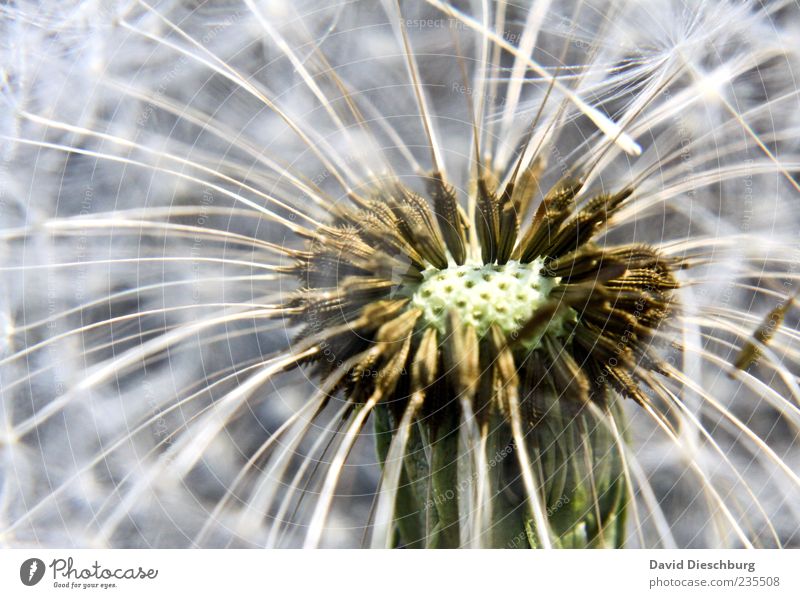 Places available Nature Plant Flower Wild plant White Dandelion Seed plant Macro (Extreme close-up) Near Growth Curved Grouped Colour photo Close-up Detail
