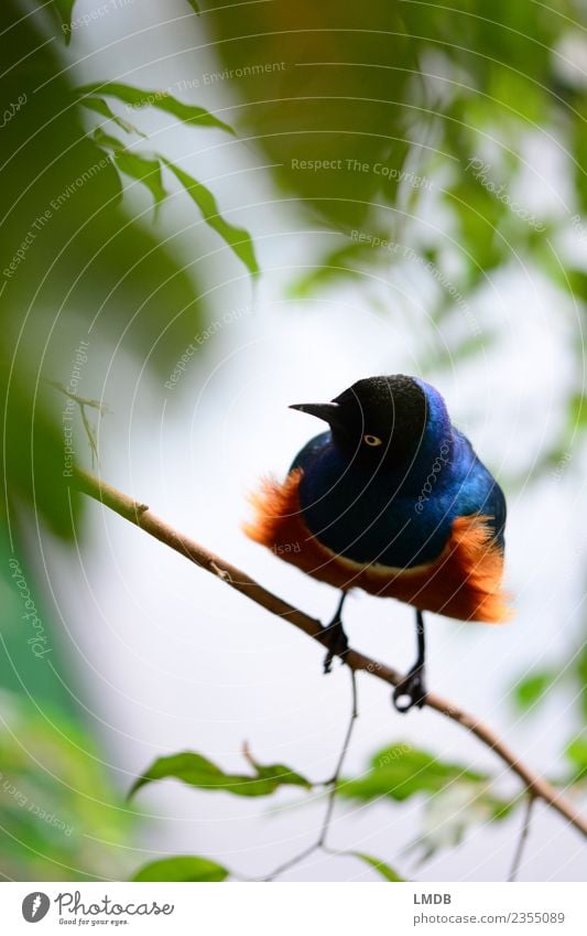 The STAR in the Tropical House III Animal Wild animal Bird 1 Blue Brown Green Orange Brash Starling Songbirds Sit Fringe Beak Leaf Hide Wait Spring Exotic