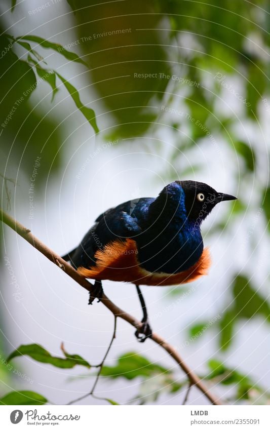 The STAR in Tropical House IV Animal Wild animal Bird 1 Blue Brown Green Orange Starling Songbirds Observe Tense Nerviness Disheveled Fringe Hide Glittering