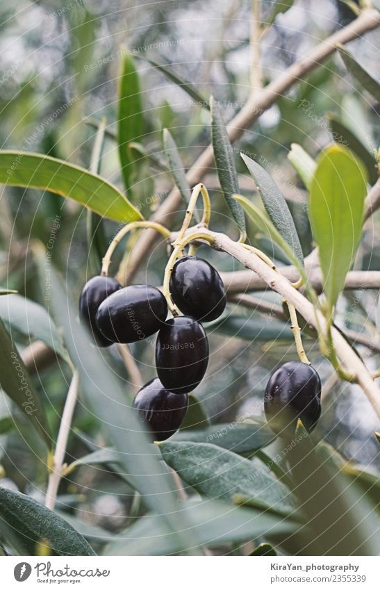 Close up branch of olives tree and black ripe olives - a Royalty
