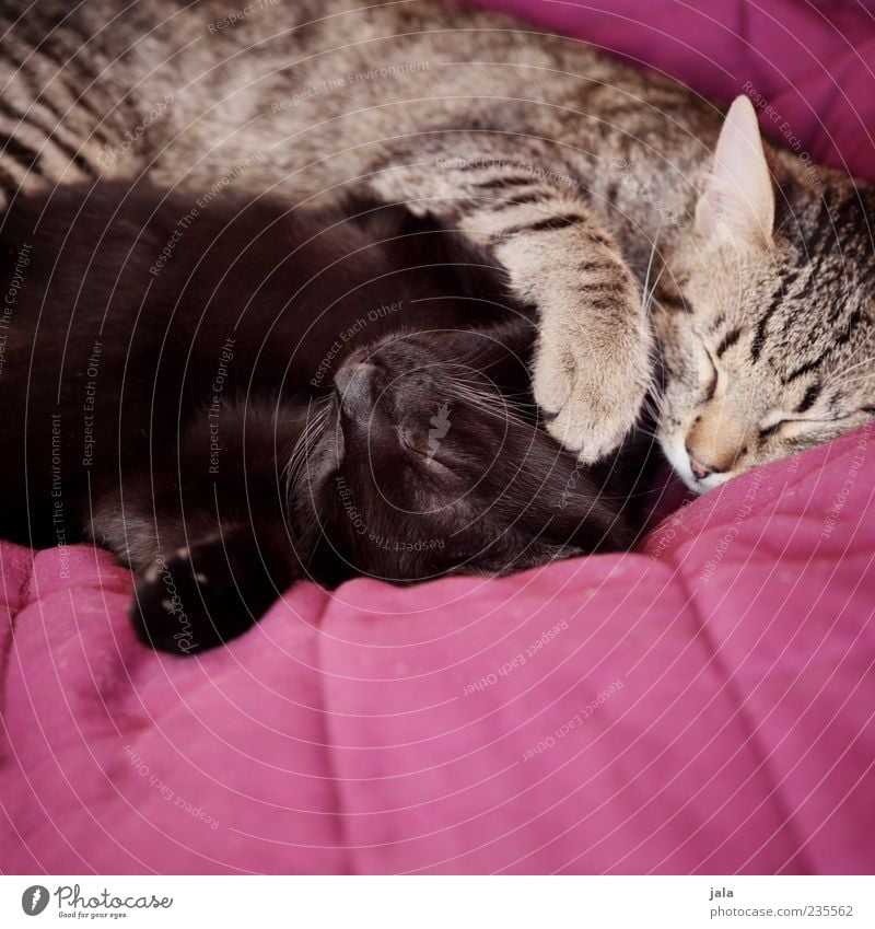 cuddler Animal Pet Cat Animal face Paw 2 Love Lie Sleep Happy Contentment Safety (feeling of) Agreed Love of animals Loyalty Cuddling Colour photo Interior shot