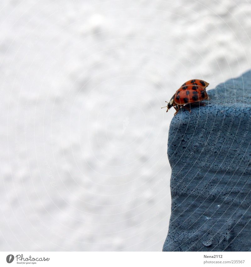 Afraid of heights? Animal Beetle 2 Blue Red White Happy Ladybird Insect Feeler Wall (barrier) Colour photo Exterior shot Close-up Deserted Copy Space left