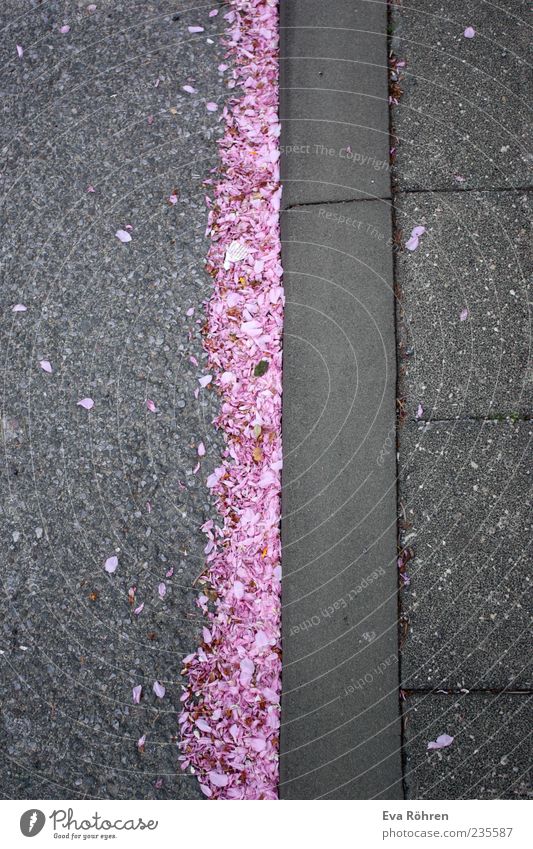Pink cherry blossoms on asphalt Environment Spring Plant Flower Blossom Cherry blossom Traffic infrastructure Street Stone Fragrance Beautiful Natural Positive