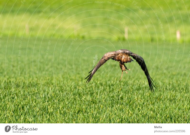 grasp one's food Environment Nature Animal Grass Meadow Field Wild animal Bird Hawk Common buzzard 1 Catch Flying Hunting Natural Green hunting success Captured