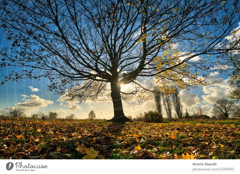 tree Environment Nature Landscape Sky Sun Autumn Winter Climate change Beautiful weather Wind Tree Leaf Maple tree Park Meadow Large Positive Dry Blue Yellow