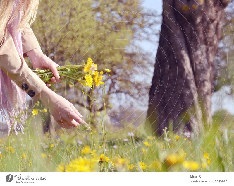 bouquet Well-being Contentment Relaxation Calm Arm Hand Nature Plant Spring Summer Beautiful weather Tree Flower Grass Leaf Blossom Park Meadow Blossoming