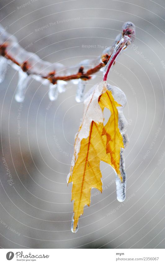 Frozen II Climate Bad weather Rain Ice Frost Plant Tree Bushes Leaf Foliage plant Freeze Cold Yellow Sadness Distress Icicle Drops of water Winter Winter mood
