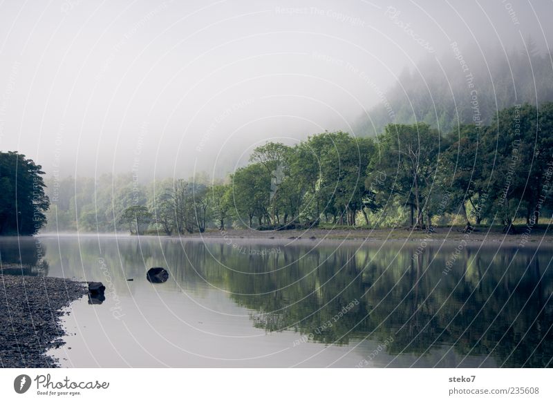 early Fog Tree Forest River bank Natural Relaxation Calm Scotland Colour photo Exterior shot Deserted Copy Space left Copy Space top Morning Silhouette
