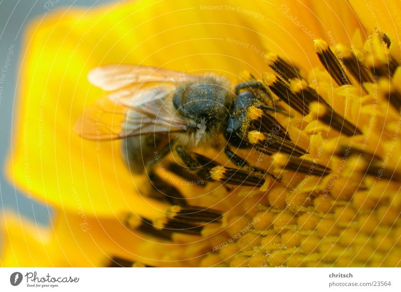 bee Bee Flower Honey Yellow Pollen Sunflower