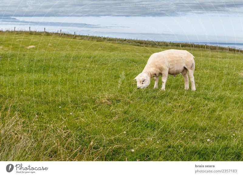 Texel sheep Food Meat Eating Vegetarian diet Diet Contentment Summer Island Environment Nature Animal Earth Sky Spring Beautiful weather Grass Meadow Field Curl