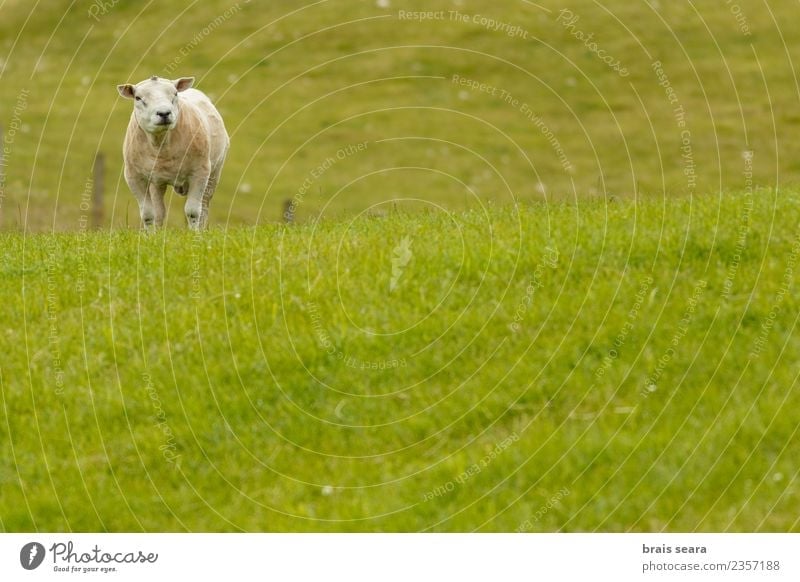 Texel sheep Food Meat Eating Organic produce Vegetarian diet Contentment Freedom Summer Island Mountain House (Residential Structure) Agriculture Forestry Man