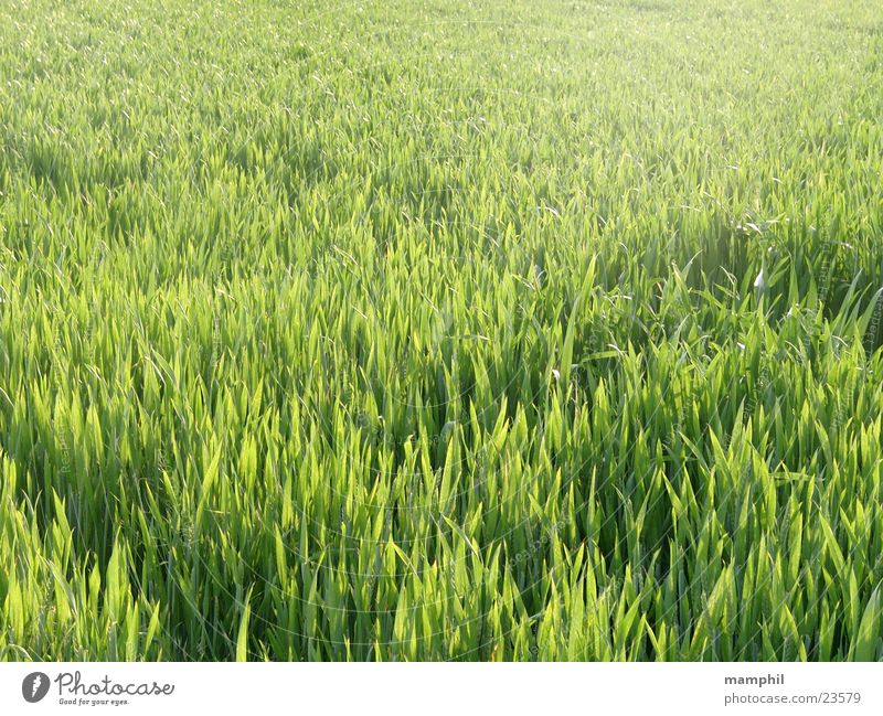 Green cornfield Cornfield Grass Agriculture Back-light X