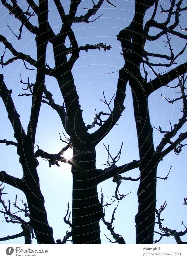 Enlightened apple tree tree apple tree sun sky branch back light blue tree cut X