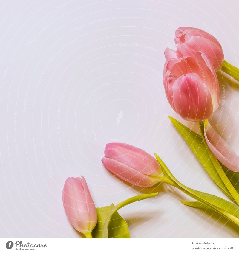 Pink square tulips Design Wellness Life Harmonious Well-being Contentment Relaxation Calm Meditation Spa Easter card Card Background picture Pattern