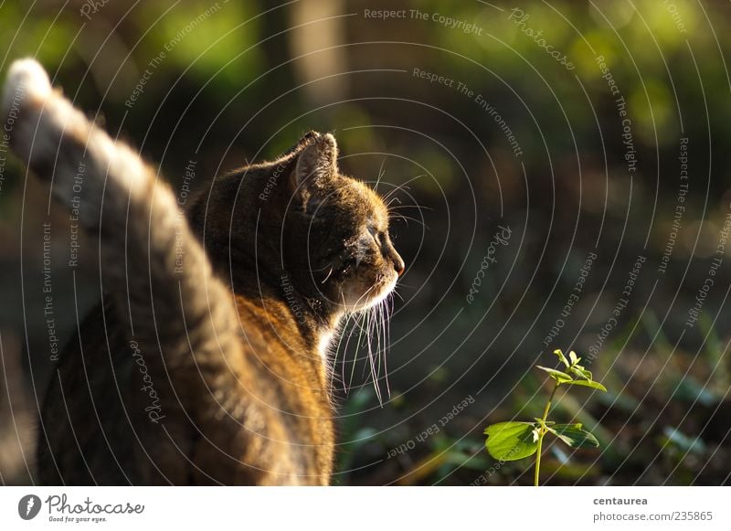 In the morning in the garden Animal Pet Cat Animal face Paw 1 Stand Wait Brown Green Serene Calm Colour photo Exterior shot Copy Space right Morning Prowl