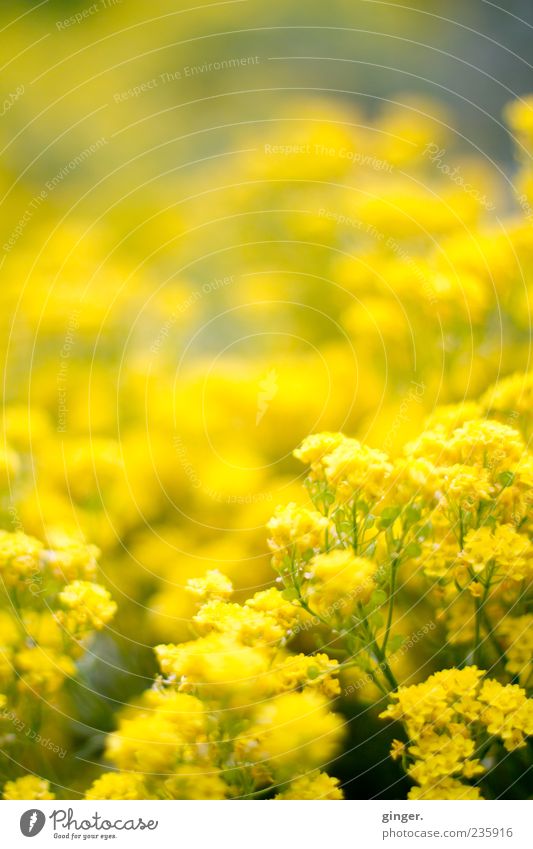 A quarter of a thousand - motivation Nature Plant Spring Flower Blossom Beautiful Yellow Many Deserted Blur Copy Space Blossoming Colour photo Exterior shot