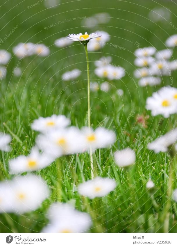 a long daisy Nature Plant Spring Summer Flower Grass Leaf Blossom Meadow Blossoming Growth Large Long Green White Daisy Colour photo Multicoloured Exterior shot