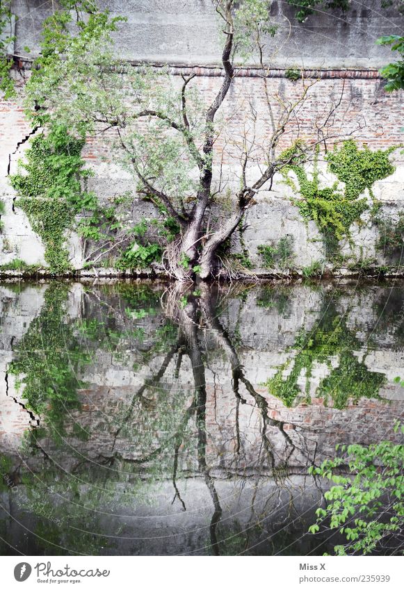Y G G D R A S I L Nature Water Tree River bank Pond Lake Brook Wall (barrier) Wall (building) To dry up Growth Dark Creepy Yggdrasil Twigs and branches