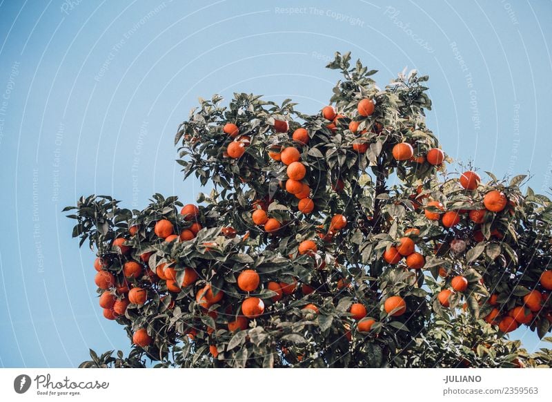 orange tree in spring Summer Fresh Fruit green tree with fresh oranges in summer Nature Organic Vacation & Travel Tree