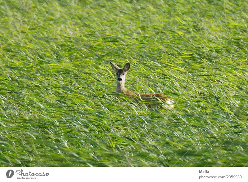 Deer! Environment Nature Animal Summer Wind Grass Meadow Field Wild animal Roe deer Female deer 1 Looking Stand Free Natural Green Freedom Timidity Watchfulness