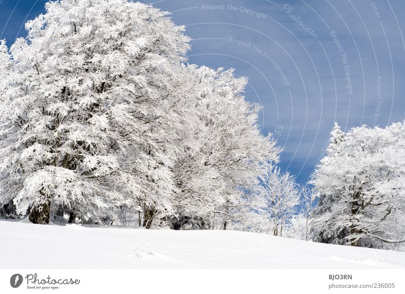 Snow above Freiburg Winter Schauinsland Südbaden Mountain Cold Landscape breisgau Sky Clouds Climate Weather Ice Frost Blue Gray White Black Forest Tree