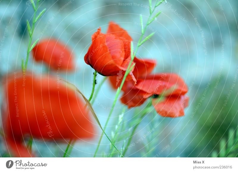 Poppy seed with ant Nature Plant Spring Summer Flower Leaf Blossom Garden Meadow Blossoming Fragrance Faded Poppy blossom Poppy field Grass Red Colour photo