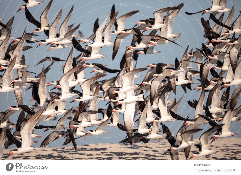 Flock of black skimmer terns Rynchops niger Beach Ocean Nature Sand Virgin forest Coast Animal Wild animal Bird Flying Blue Red Black White Terns Sea bird