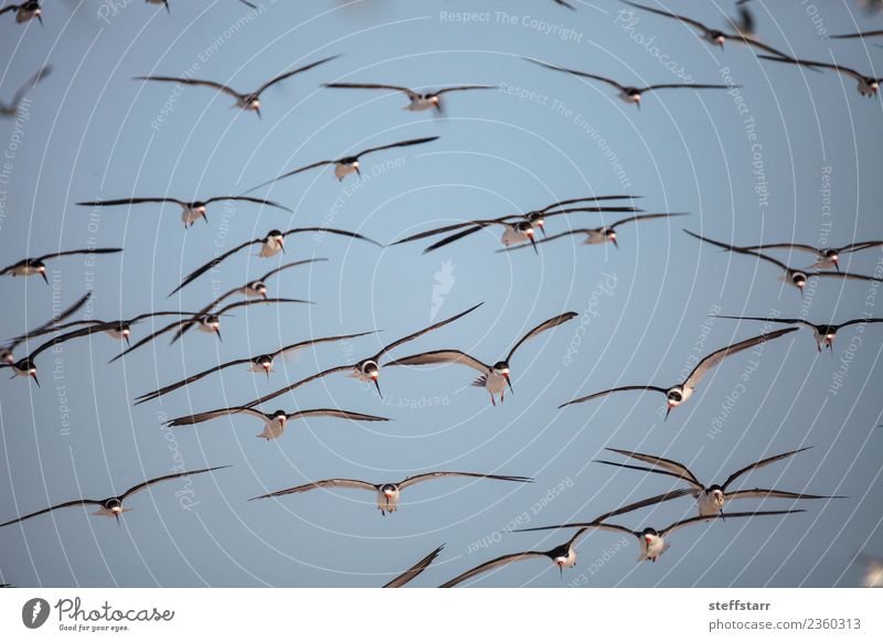 Flock of black skimmer terns Rynchops niger Beach Ocean Nature Sand Virgin forest Coast Animal Wild animal Bird Flying Blue Red Black White Terns Sea bird