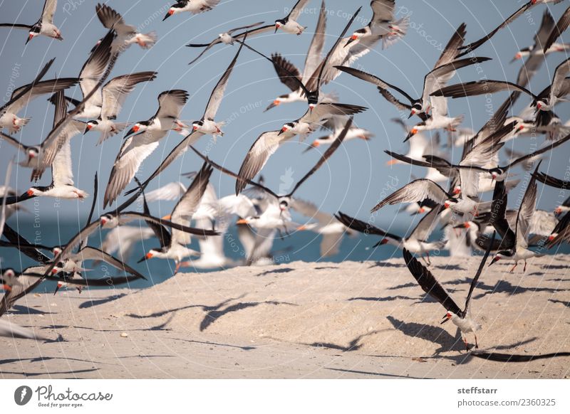 Flock of black skimmer terns Rynchops niger Beach Ocean Nature Sand Virgin forest Coast Animal Wild animal Bird Flying Blue Red Black White Terns Sea bird