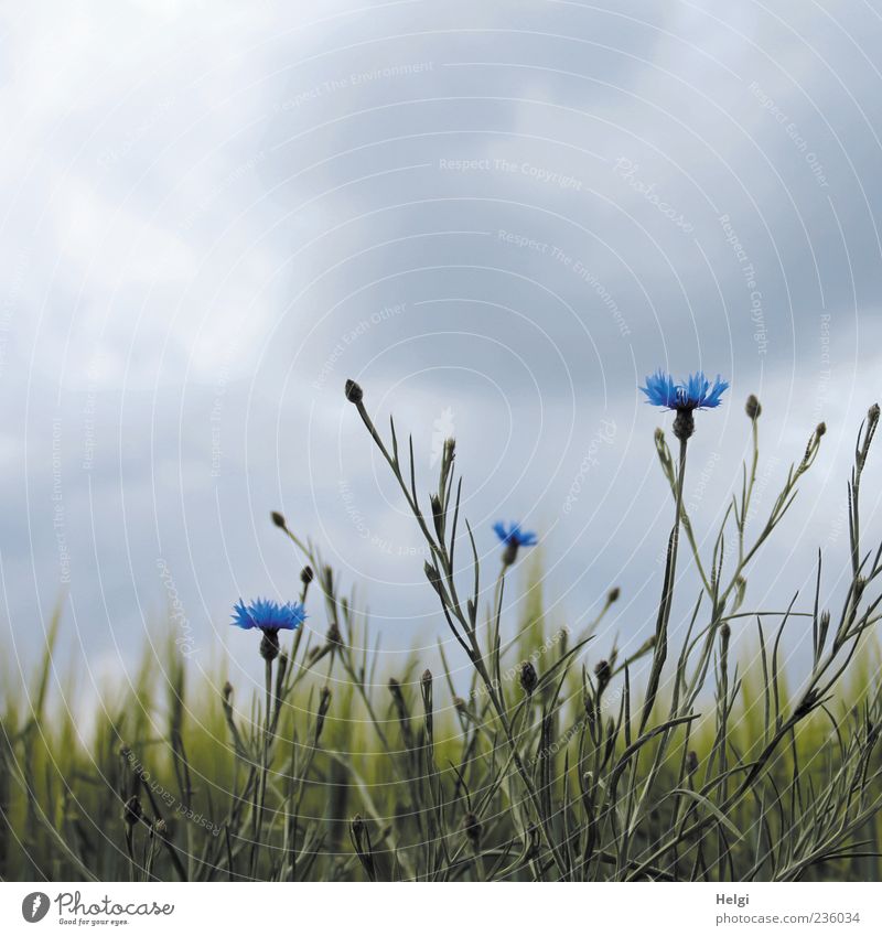 there will be rain... Environment Nature Landscape Plant Sky Clouds Storm clouds Spring Flower Foliage plant Agricultural crop Wild plant Cornflower Barley