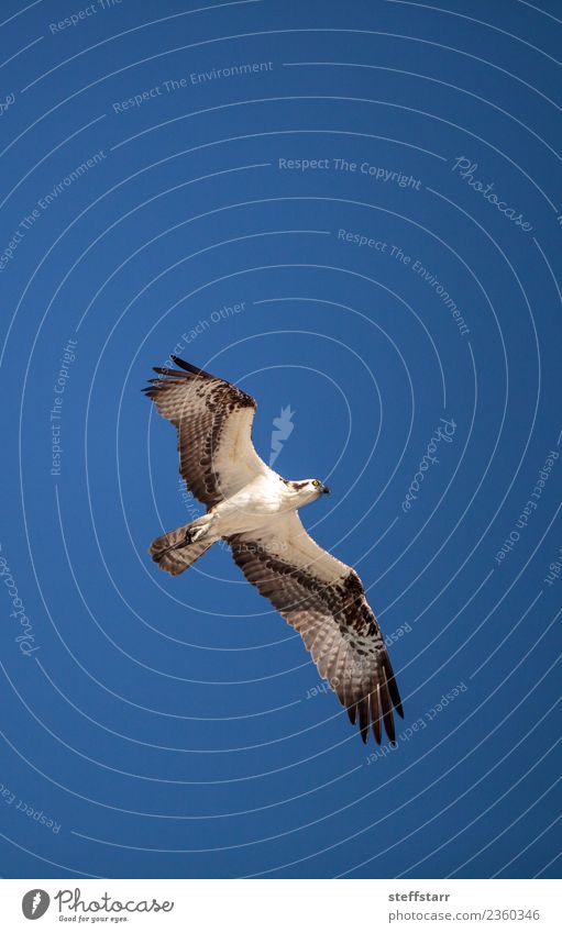 Osprey bird of prey Pandion haliaetus flying Beach Ocean Nature Sand Virgin forest Coast Animal Wild animal Bird 1 Flying Blue Brown White Sea bird sea hawk