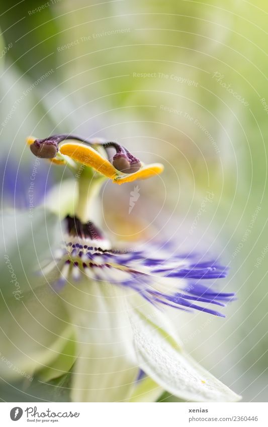 cerulea Passion flower - a Royalty Free Stock Photo from Photocase