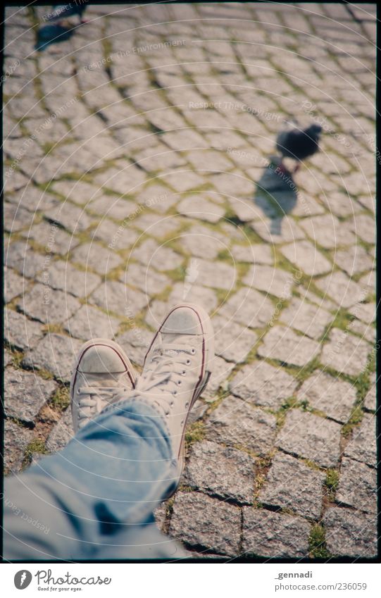 small-town jungle Legs Feet Paving stone Cobblestones Jeans Footwear Chucks Animal Pigeon Sit Uniqueness Vignetting Frame Observe Bird Colour photo