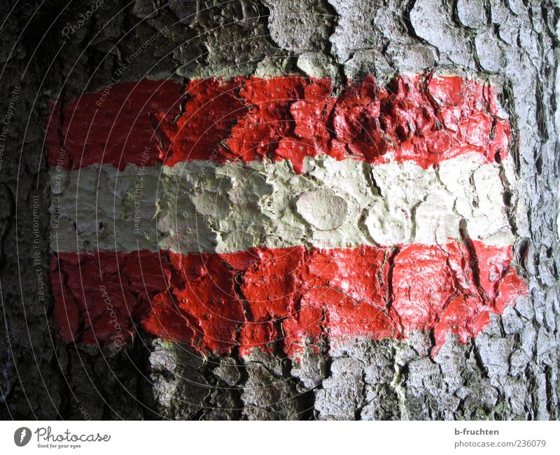 patriotism Tree Tree bark Signs and labeling Flag Red White Austria Colour photo Day Shadow Central perspective Deserted Road marking Close-up Striped