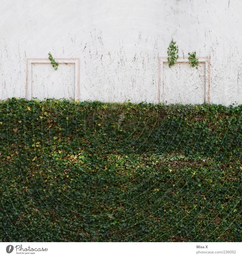 A face! Plant Bushes Ivy Wall (barrier) Wall (building) Green Smiley Colour photo Exterior shot Deserted Copy Space top Window frame White Exceptional Sunlight