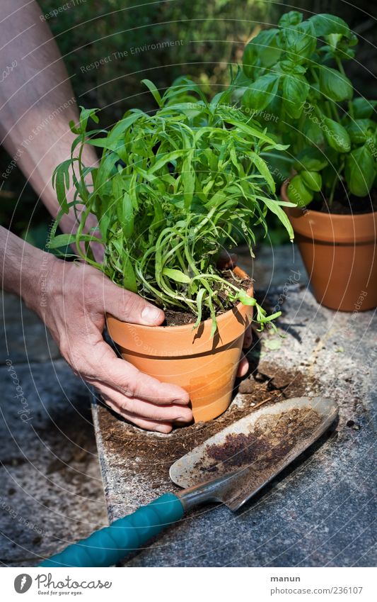 repotting Food Herbs and spices Nutrition Organic produce Leisure and hobbies Living or residing Gardening Gardener Masculine Hand Fingers Earth Plant
