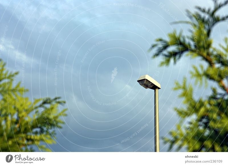 lantern Sky Clouds Plant Cypress Green Street lighting Lamp post Lantern Colour photo Exterior shot Copy Space top Evening Shallow depth of field Deserted 1