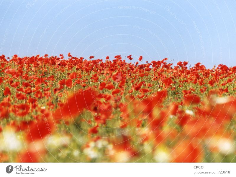 Poppy field two Flower Meadow Flower meadow Summer