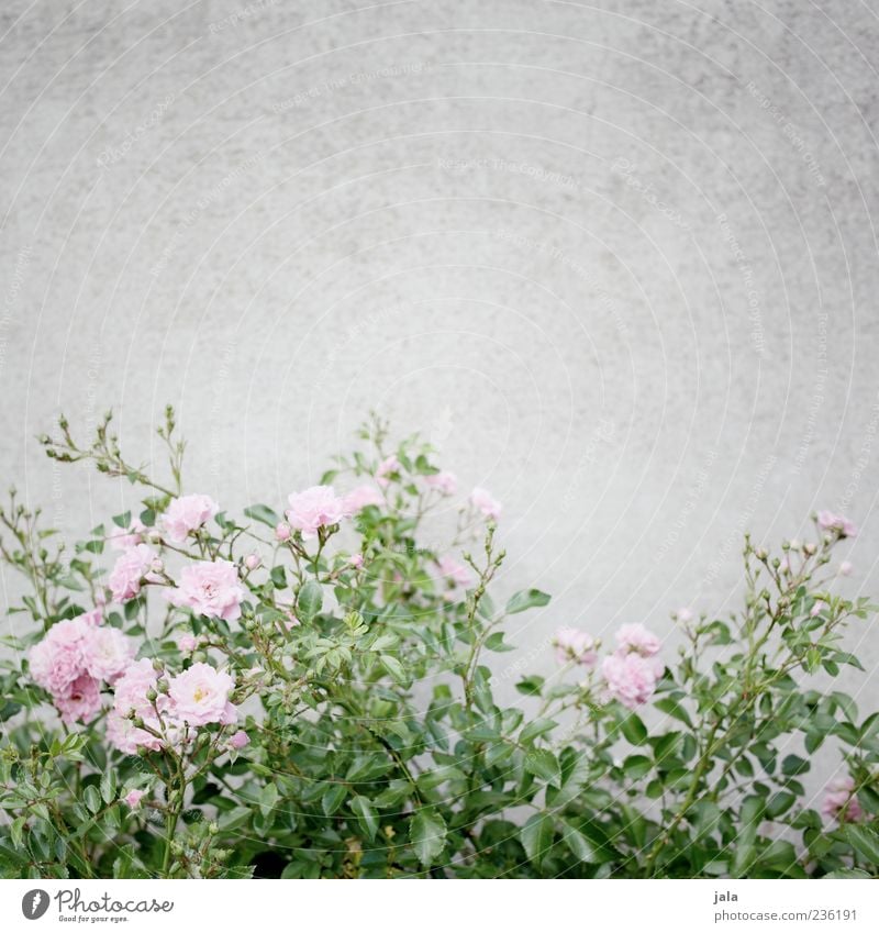 Pink Roses Nature Plant Flower Leaf Blossom Wall (barrier) Wall (building) Facade Esthetic Beautiful Colour photo Exterior shot Deserted Copy Space top