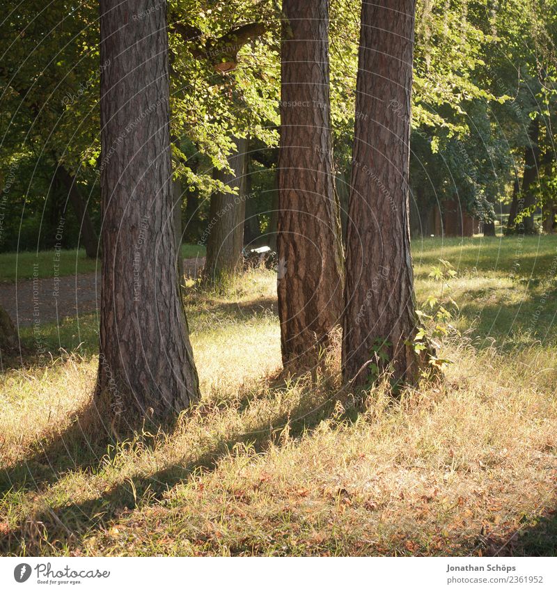 three trees in the park cast shadows Environment Nature Landscape Esthetic Dark side Tree Tree trunk Park Forest Green Relaxation Exterior shot Summer